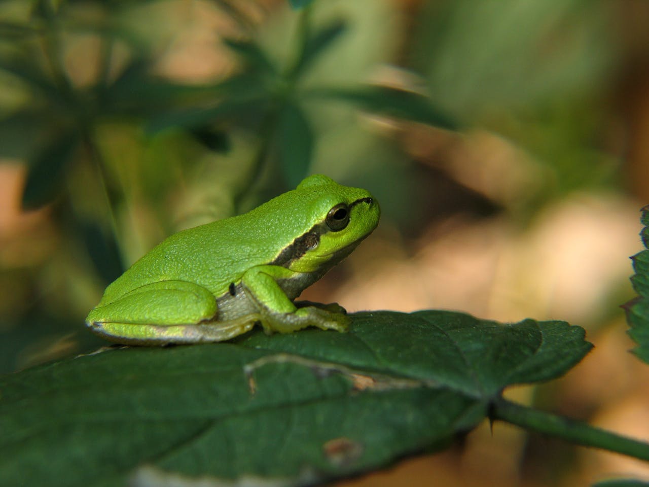 Marvels of Biodiversity